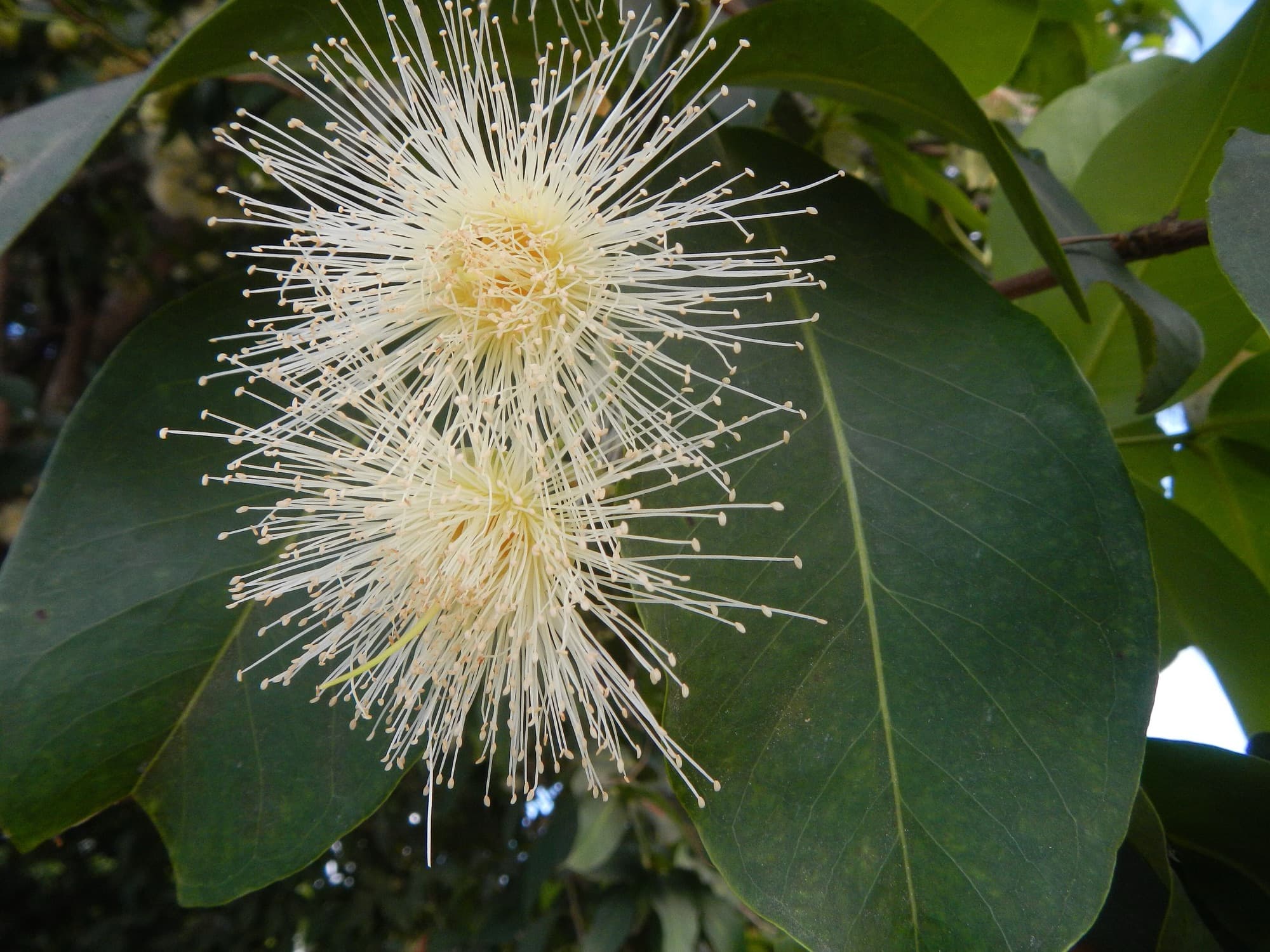 Bunga jambu air